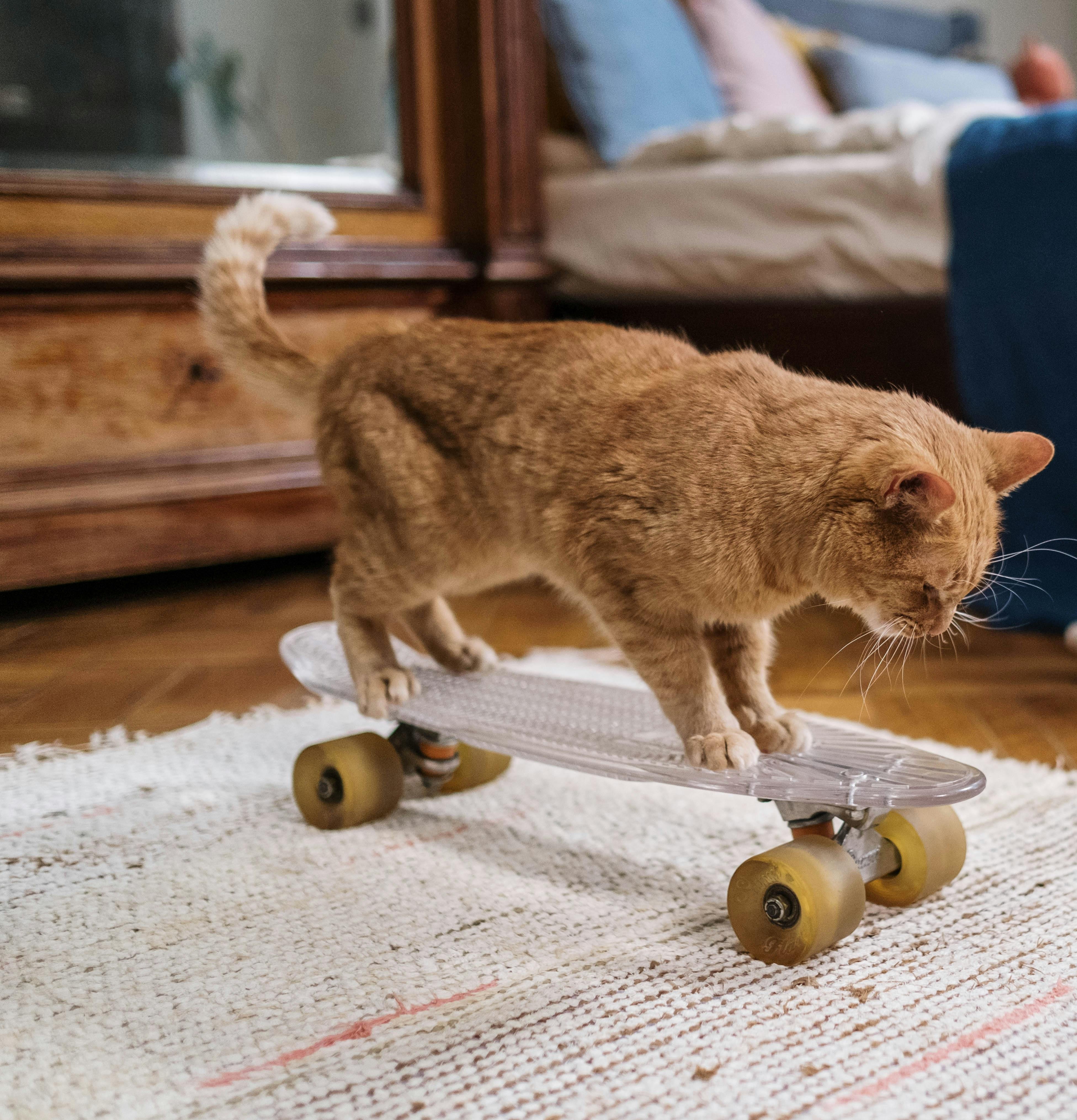 a cat